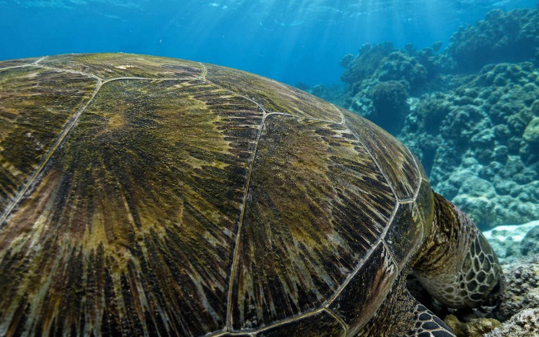 What Eats Sea Turtles in Hawaii? The Predators That Hunt the Honu