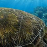 What Eats Sea Turtles in Hawaii? The Predators That Hunt the Honu