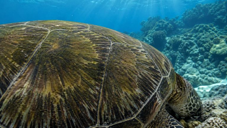 What Eats Sea Turtles in Hawaii? The Predators That Hunt the Honu