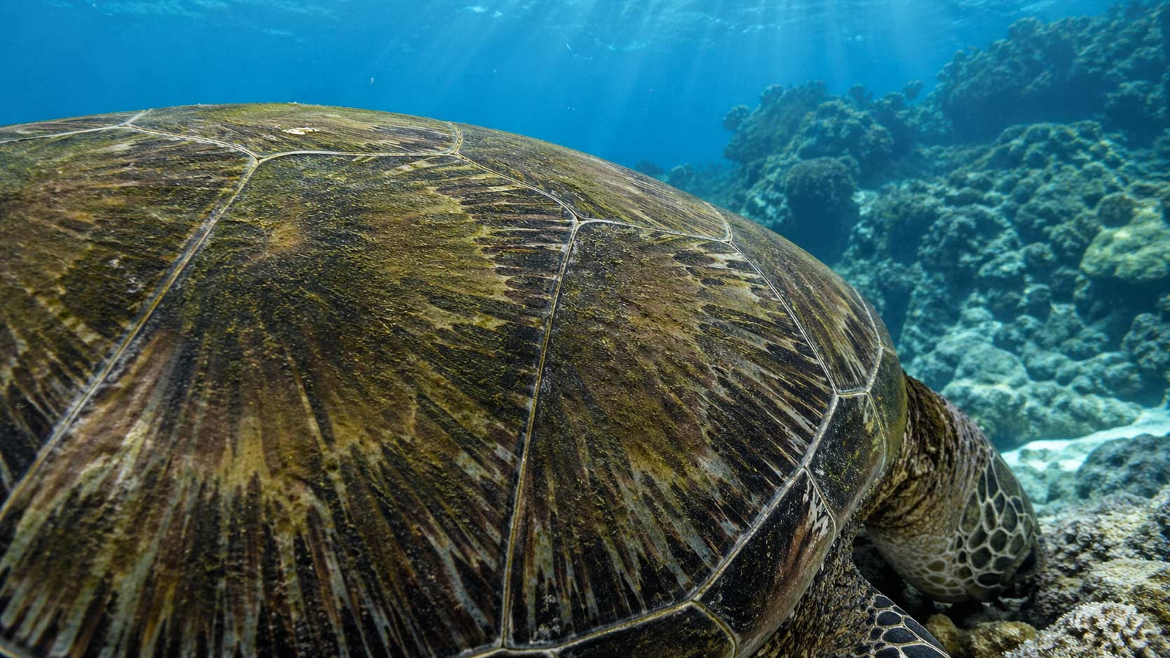 What Eats Sea Turtles in Hawaii? The Predators That Hunt the Honu ...
