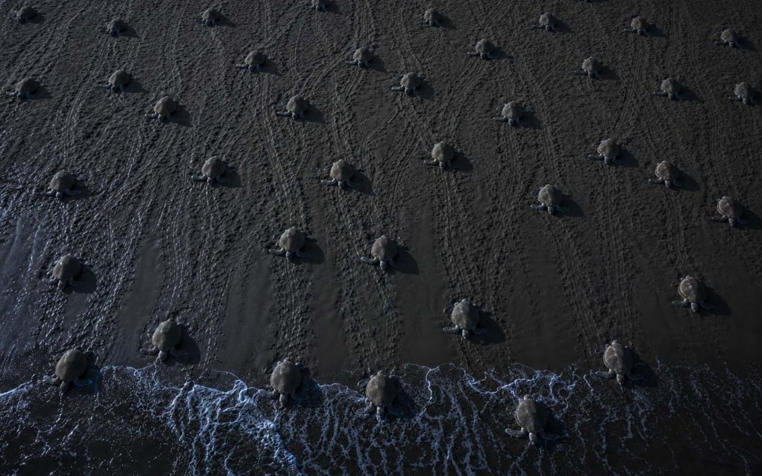 Millions of Sea Turtles, One Beach, One Night: The Olive Ridley Story
