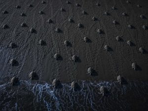 Millions of Sea Turtles, One Beach, One Night: The Olive Ridley Story