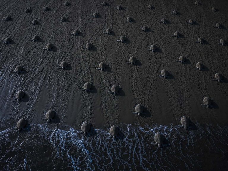 Millions of Sea Turtles, One Beach, One Night: The Olive Ridley Story