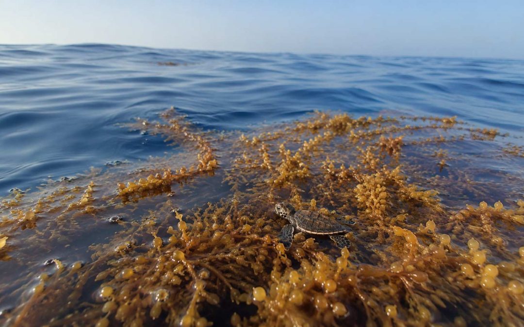 The Lost Years: Where Baby Sea Turtles Disappear For Decades