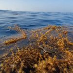 The Lost Years: Where Baby Sea Turtles Disappear For Decades