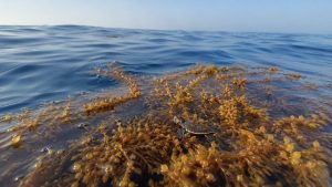 The Lost Years: Where Baby Sea Turtles Disappear For Decades