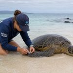 From 67 Nesting Females to Nearly 500: The Remarkable Recovery of Hawaii’s Honu