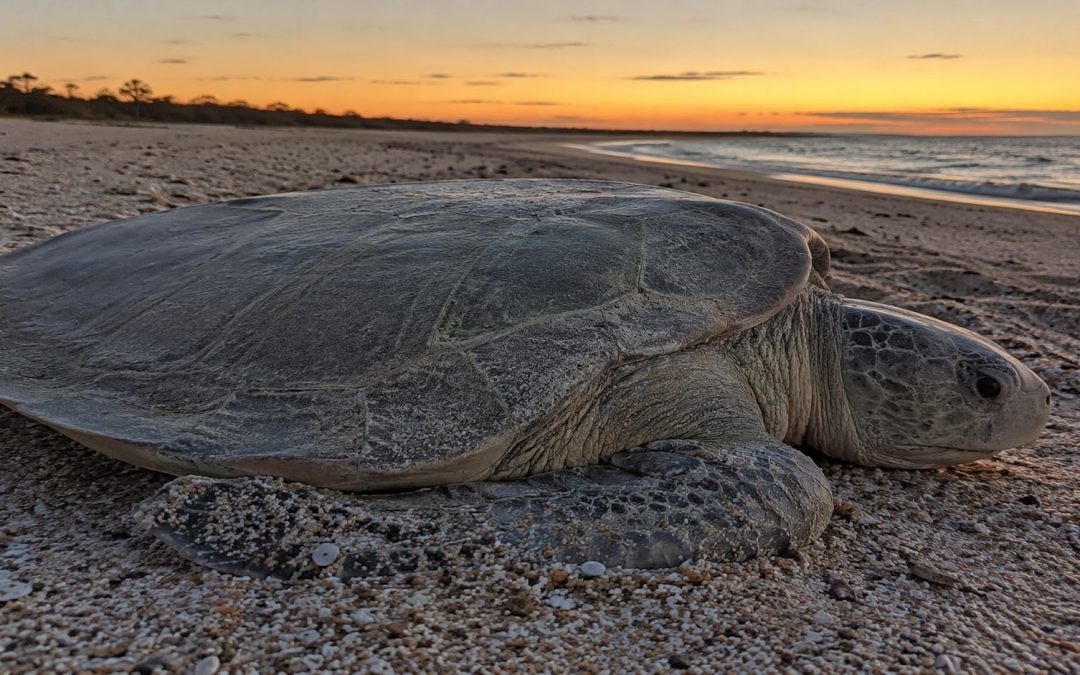 The Flatback Sea Turtle: Australia’s Best-Kept Ocean Secret