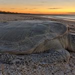 The Flatback Sea Turtle: Australia’s Best-Kept Ocean Secret