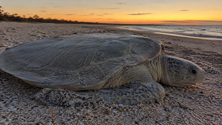 The Flatback Sea Turtle: Australia’s Best-Kept Ocean Secret