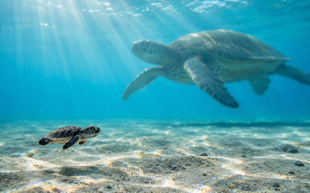 How Big Do Hawaiian Green Sea Turtles Really Get?