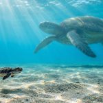 How Big Do Hawaiian Green Sea Turtles Really Get?