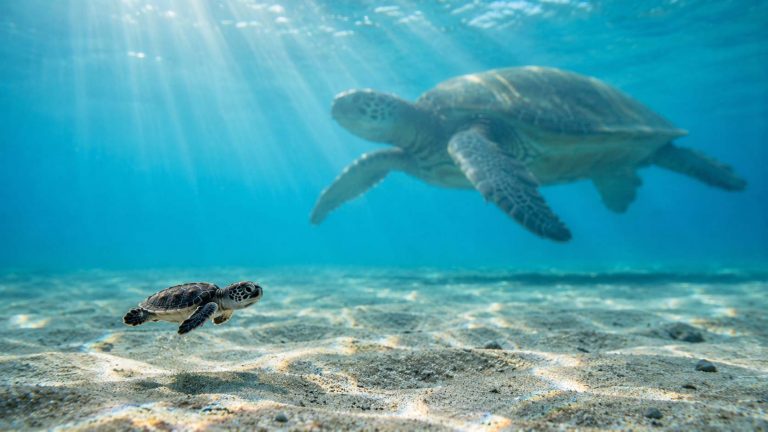 How Big Do Hawaiian Green Sea Turtles Really Get?