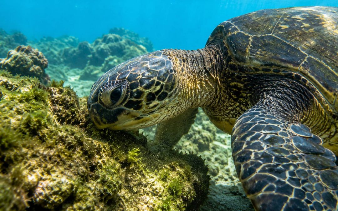 Hawaii’s Underwater Gardeners: The Incredible Ecosystem Role of the Honu