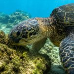 Hawaii’s Underwater Gardeners: The Incredible Ecosystem Role of the Honu