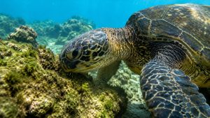 Hawaii’s Underwater Gardeners: The Incredible Ecosystem Role of the Honu