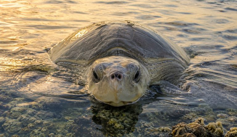 From 40,000 to Near Zero: The Shocking Story of the Kemp's Ridley Sea ...
