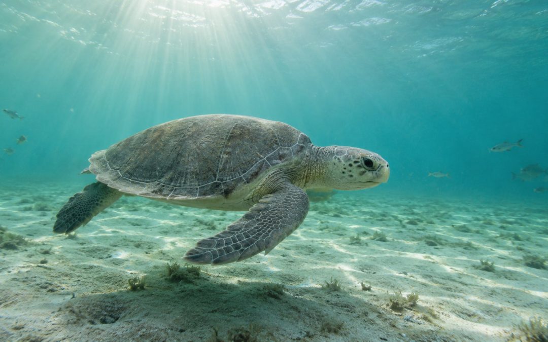 From 40,000 to Near Zero: The Shocking Story of the Kemp’s Ridley Sea Turtle