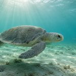 From 40,000 to Near Zero: The Shocking Story of the Kemp’s Ridley Sea Turtle
