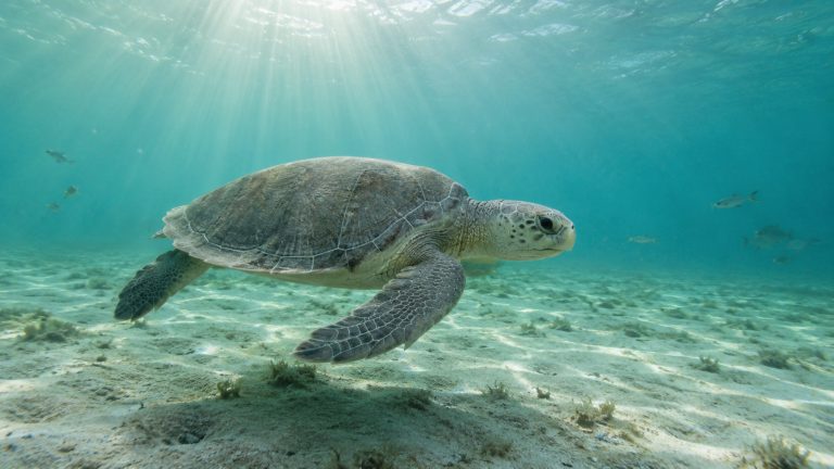 From 40,000 to Near Zero: The Shocking Story of the Kemp’s Ridley Sea Turtle