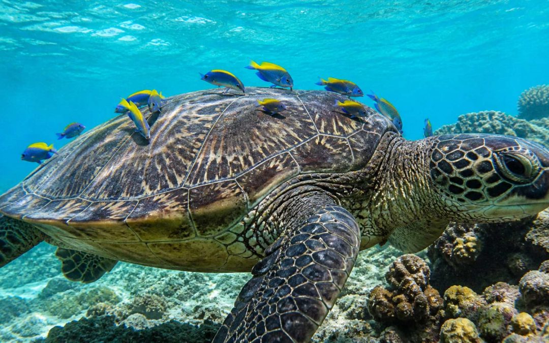 Where to See Sea Turtles on Maui in 2026