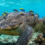 Where to See Sea Turtles on Maui in 2026