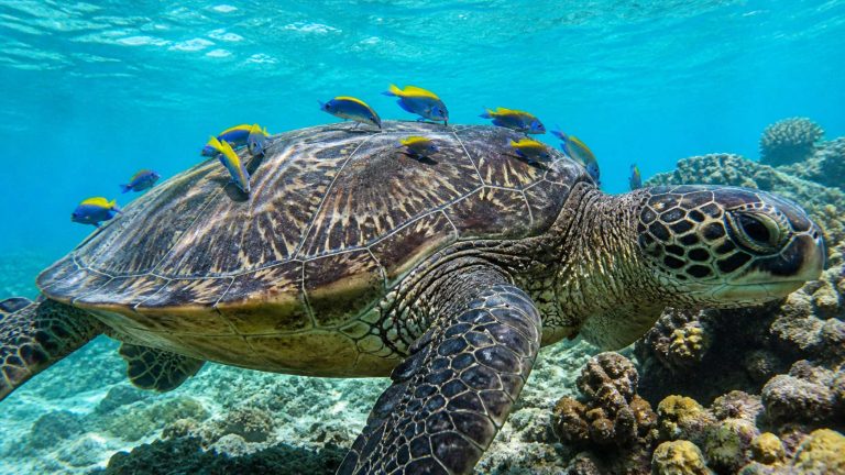 Where to See Sea Turtles on Maui in 2026