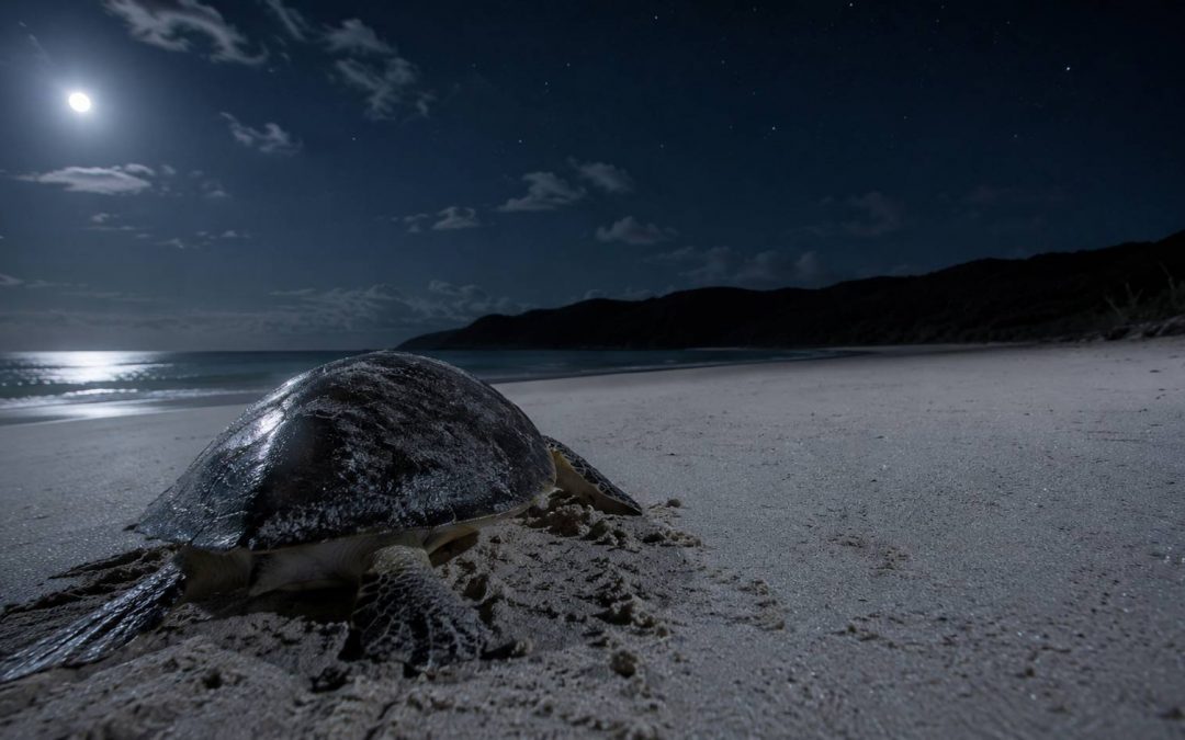 How Do Sea Turtles Mate? The Surprising Science Behind Honu Reproduction