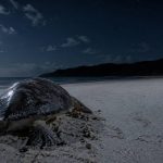 How Do Sea Turtles Mate? The Surprising Science Behind Honu Reproduction
