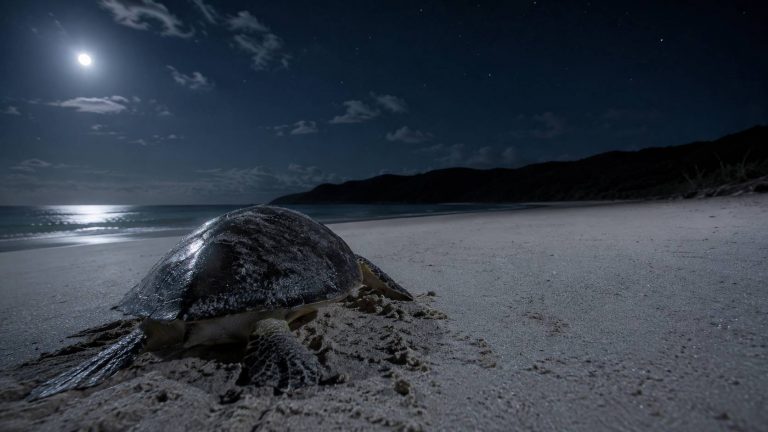 How Do Sea Turtles Mate? The Surprising Science Behind Honu Reproduction