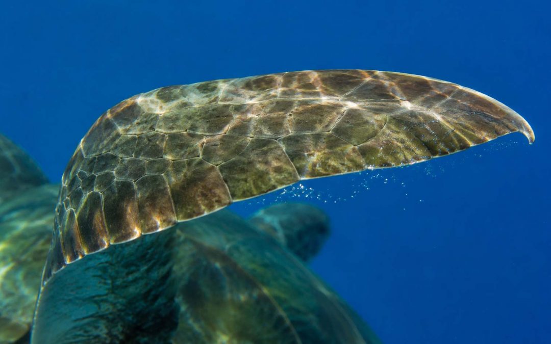 How Hawaiian Sea Turtle Flippers Actually Work