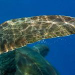 How Hawaiian Sea Turtle Flippers Actually Work