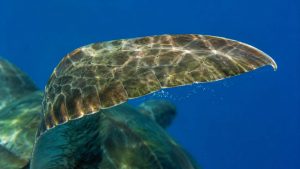 How Hawaiian Sea Turtle Flippers Actually Work