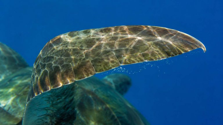 How Hawaiian Sea Turtle Flippers Actually Work