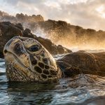 Kauai’s Best Sea Turtle Spots: North Shore to South Shore