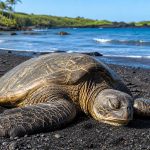 Big Island Sea Turtles: Hawaii’s Most Surprising Places to See Honu Up Close
