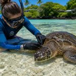 What Is FP Disease and Why Are Hawaii’s Honu Getting Sick?