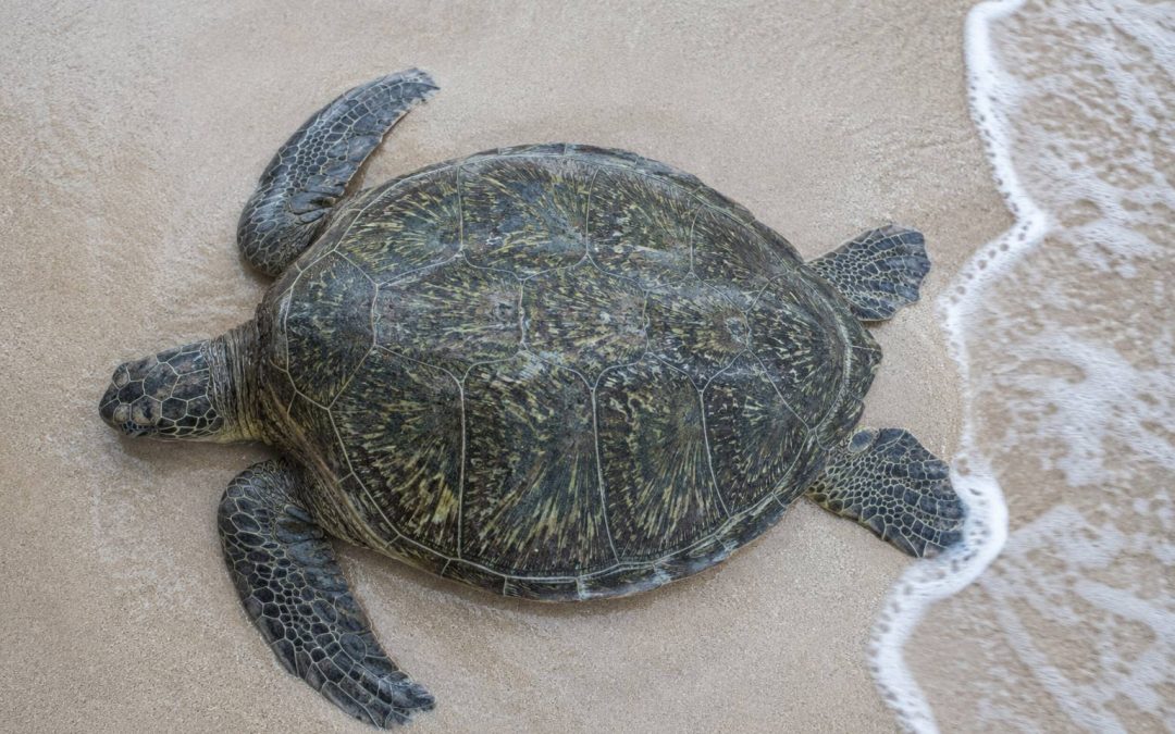 Why Do Hawaiian Green Sea Turtles Bask on Shore? The Science Behind the Sunbath