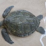 Why Do Hawaiian Green Sea Turtles Bask on Shore? The Science Behind the Sunbath