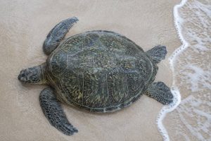 Why Do Hawaiian Green Sea Turtles Bask on Shore? The Science Behind the Sunbath