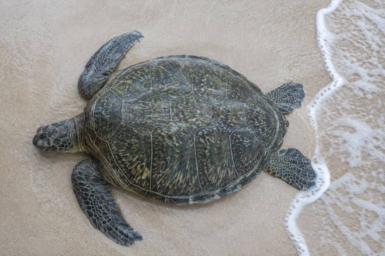 Why Do Hawaiian Green Sea Turtles Bask on Shore? The Science Behind the Sunbath
