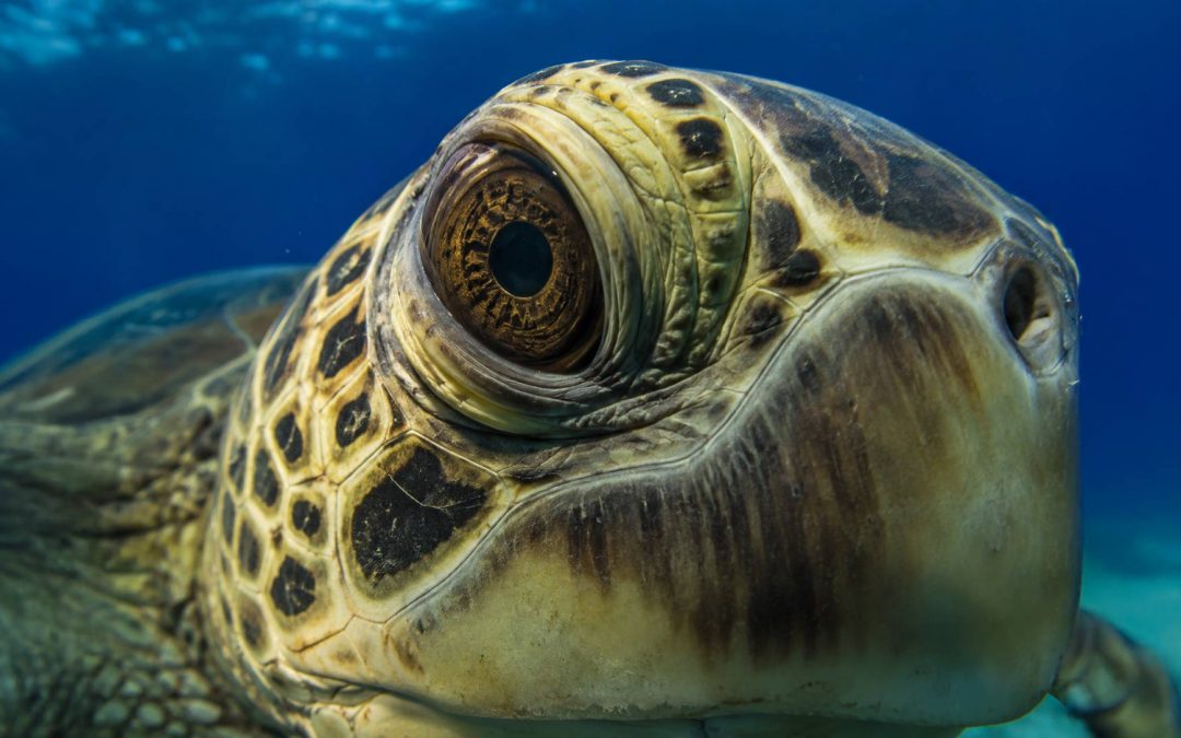 Ancient and Aware: The Surprising Intelligence of Hawaii’s Sea Turtles