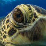 Ancient and Aware: The Surprising Intelligence of Hawaii’s Sea Turtles