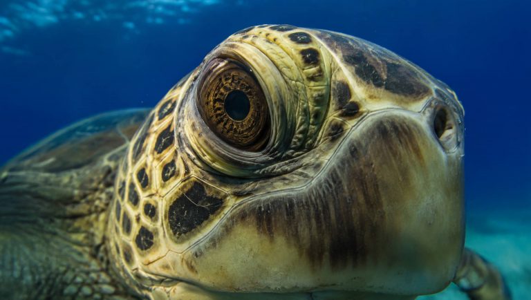 Ancient and Aware: The Surprising Intelligence of Hawaii’s Sea Turtles
