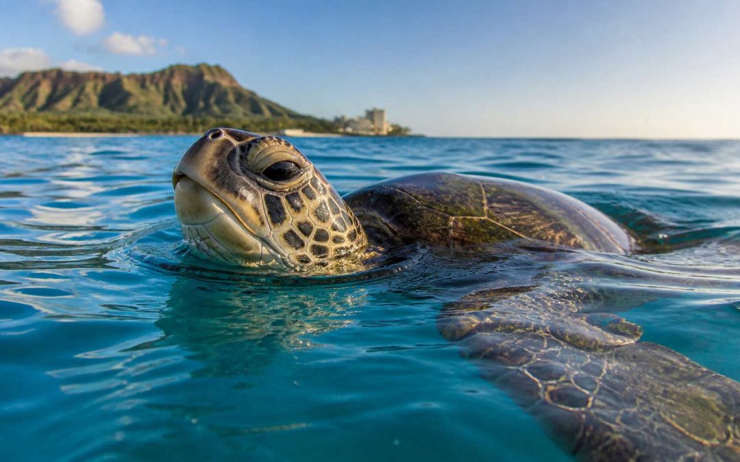 Can Sea Turtles Drown? The Surprising Truth About How Honu Breathe