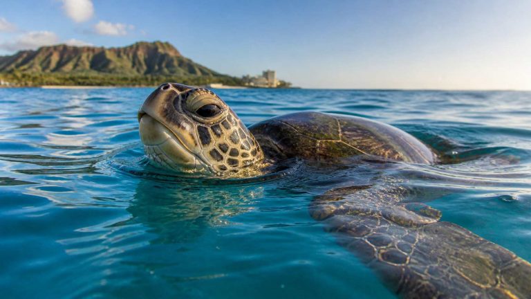 Can Sea Turtles Drown? The Surprising Truth About How Honu Breathe