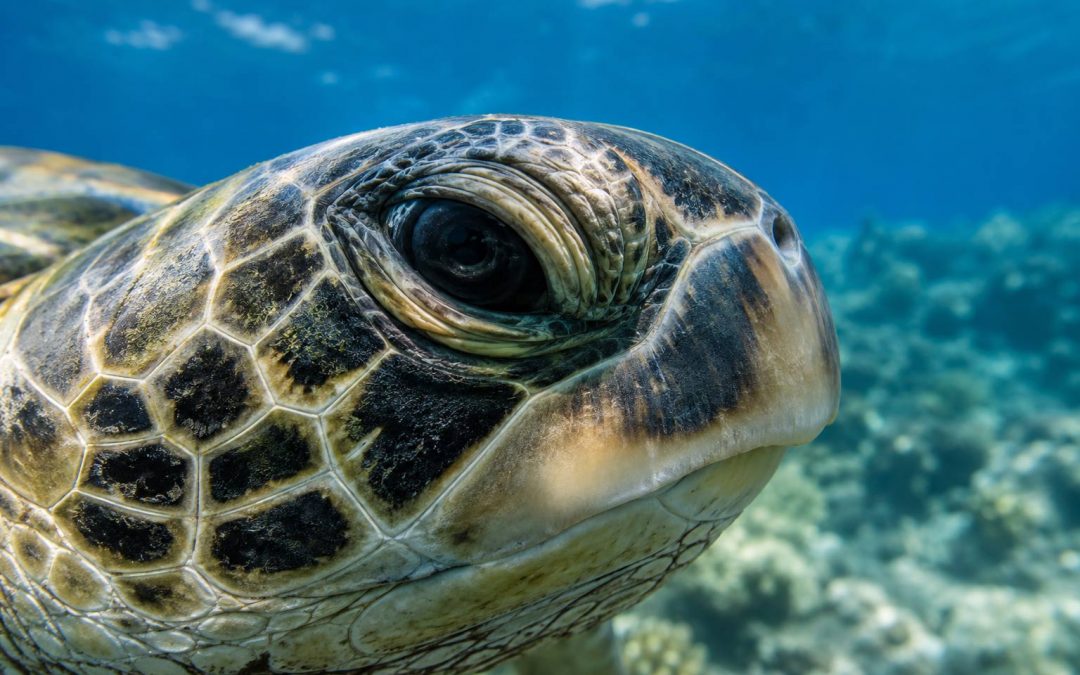 Do Sea Turtles Actually Cry? The Science Behind Their Salty Tears