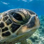 Do Sea Turtles Actually Cry? The Science Behind Their Salty Tears