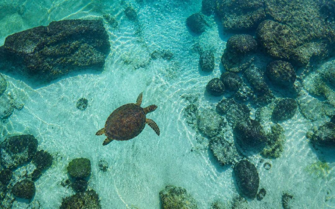Beyond Oahu: The World’s Most Incredible Places to See Sea Turtles