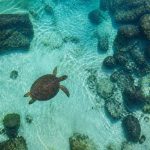 Beyond Oahu: The World’s Most Incredible Places to See Sea Turtles